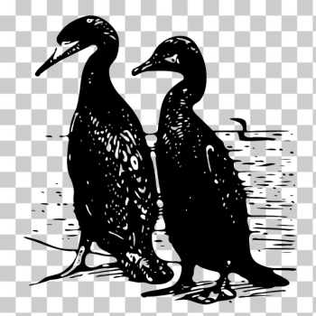 SVG Cormorants Vector Image SVG Cormorants Vector Image