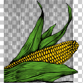 SVG Corn and cob SVG Corn and cob