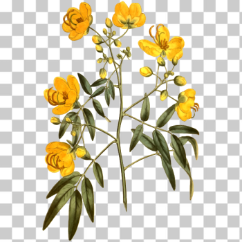 SVG Corymbous cassia