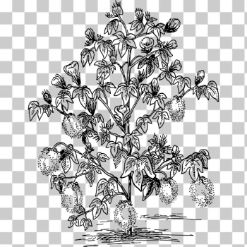 SVG Cotton plant SVG Cotton plant