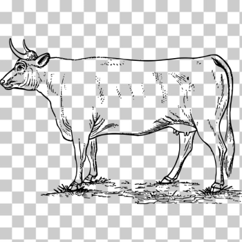 SVG Cow illustration