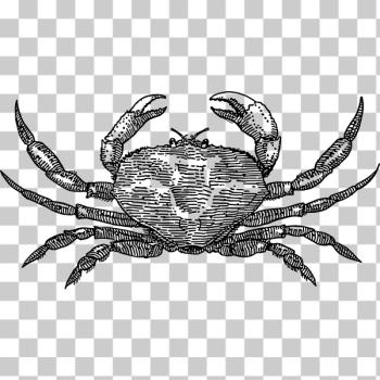 SVG Crab SVG Crab