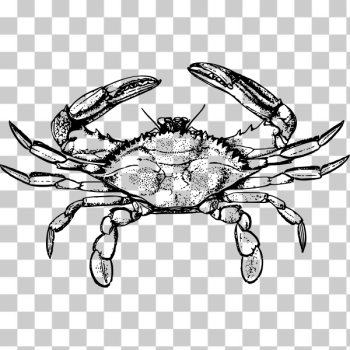 SVG Crab 3 SVG Crab 3