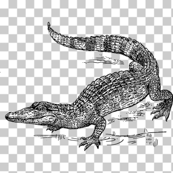 SVG crocodile SVG crocodile