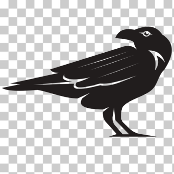SVG Crow silhouette-1576669148 SVG Crow silhouette-1576669148