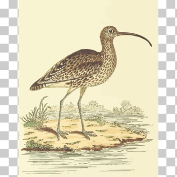 SVG Curlew in a savannah vector illustration SVG Curlew in a savannah vector illustration