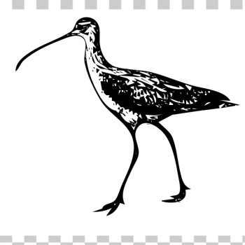SVG Curlew vector image SVG Curlew vector image