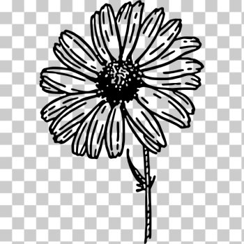 SVG Daisy SVG Daisy