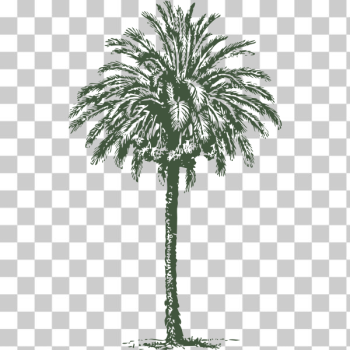 SVG date palm SVG date palm