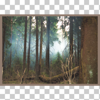 SVG Deep forest SVG Deep forest