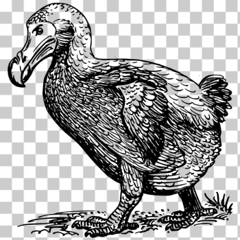 SVG Dodo bird vector clip art SVG Dodo bird vector clip art
