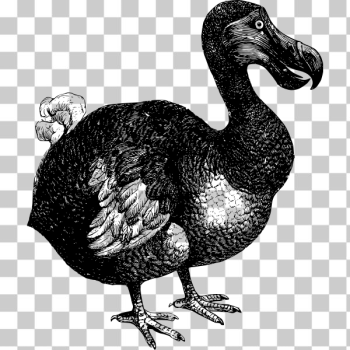 SVG Dodo039s drawing SVG Dodo039s drawing