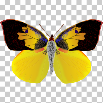 SVG Dogface butterfly SVG Dogface butterfly