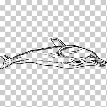 SVG Dolphin illustration