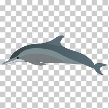 SVG Dolphin039s profile SVG Dolphin039s profile