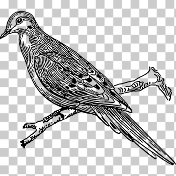 SVG Dove image SVG Dove image