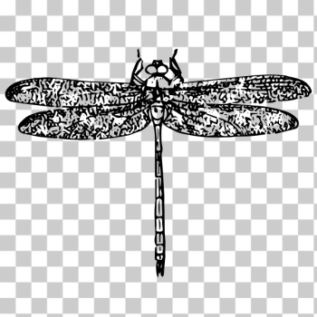 SVG Dragonfly illustration
