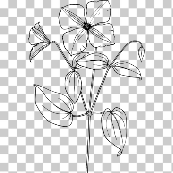 SVG Drawing of clematis SVG Drawing of clematis
