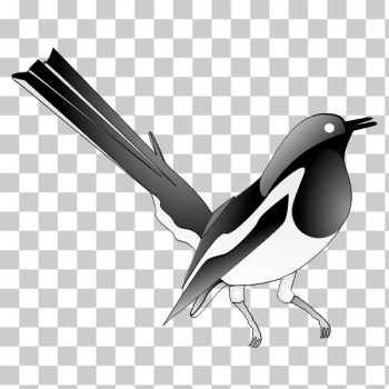 SVG Drawing of oriental magpie-robin