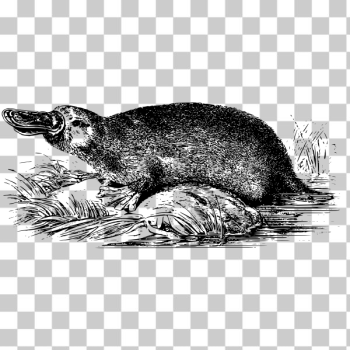SVG Duck-billed platypus SVG Duck-billed platypus