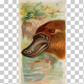 SVG Duck-billed platypus SVG Duck-billed platypus