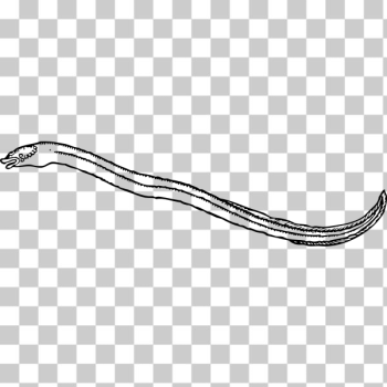 SVG eel 2 SVG eel 2