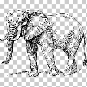 SVG elephant SVG elephant