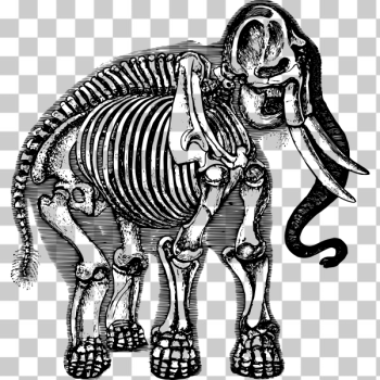 SVG Elephant skeleton SVG Elephant skeleton