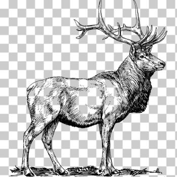 SVG Elk image