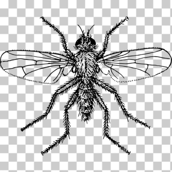 SVG Enlarged fly SVG Enlarged fly