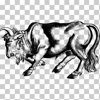 SVG Enraged bull SVG Enraged bull