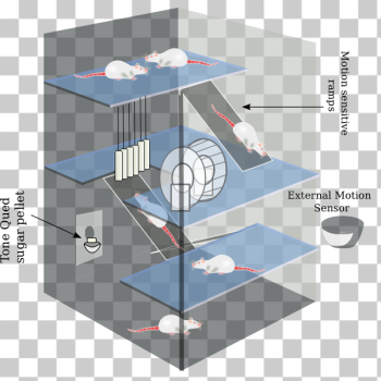SVG Environmental Enrichment SVG Environmental Enrichment