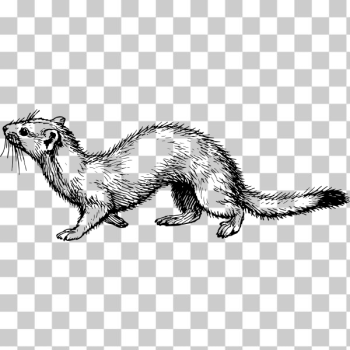 SVG Ermine in black and white