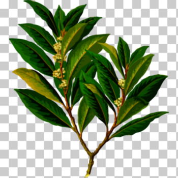 SVG Evergreen plant