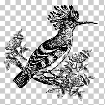 SVG Exotic bird illustration