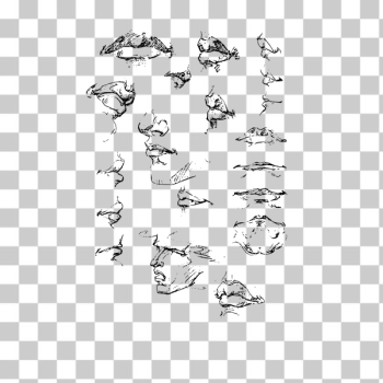 SVG Face anatomy pencil drawings SVG Face anatomy pencil drawings
