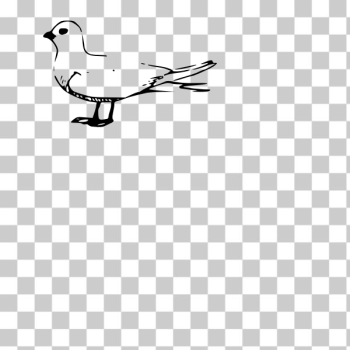 SVG Fairy Tern SVG Fairy Tern