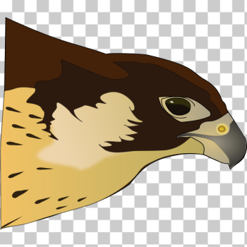 SVG Falcon SVG Falcon