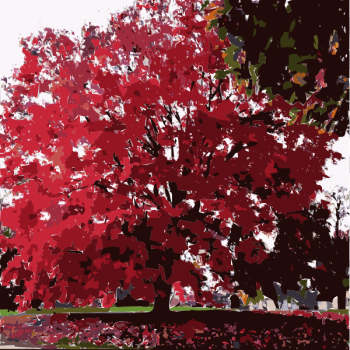 SVG Fall Tree Again 2015053131