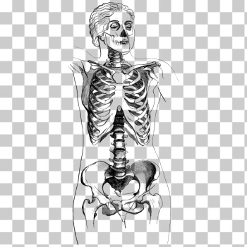 SVG Female body skeleton SVG Female body skeleton
