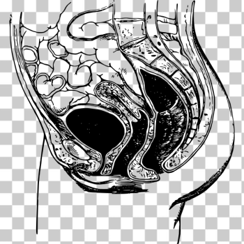 SVG Female pelvic anatomy SVG Female pelvic anatomy