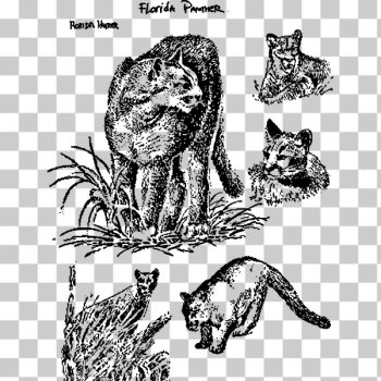 SVG Florida panthers SVG Florida panthers