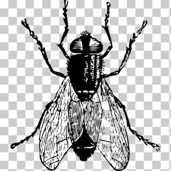 SVG fly SVG fly