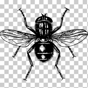 SVG Fly symbol SVG Fly symbol
