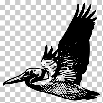 SVG Flying pelican vector image SVG Flying pelican vector image
