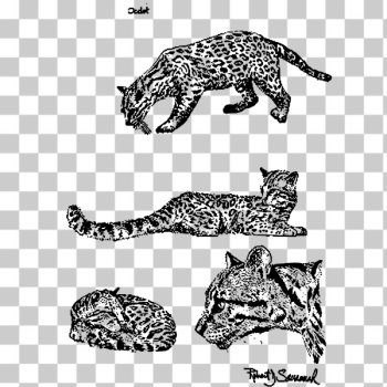 SVG Four wild cats SVG Four wild cats