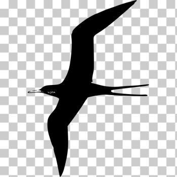 SVG Frigate Bird SVG Frigate Bird