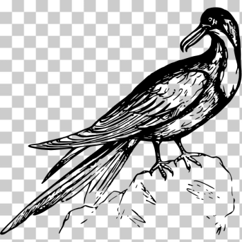 SVG Frigate bird SVG Frigate bird