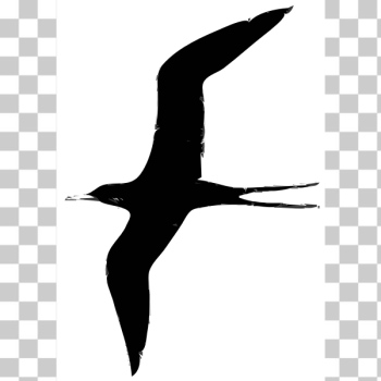 SVG Frigate bird vector illustration