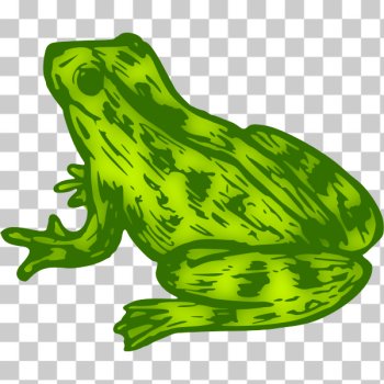 SVG Frog 9 Colour SVG Frog 9 Colour